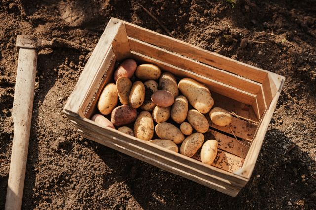 Immagine: Cucina tradizionale ladina in alta badia