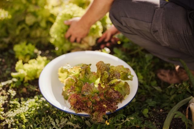 Immagine: Cucina tradizionale ladina in alta badia